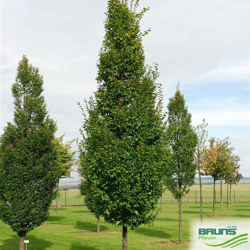 Carpinus Betulus Frans Fontaine Low Branch - View 11 from www redcrocus com