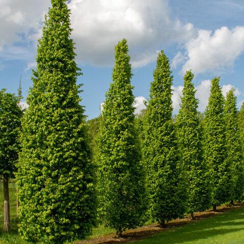 Carpinus Betulus Frans Fontaine Low Branch - View 14 from www redcrocus com