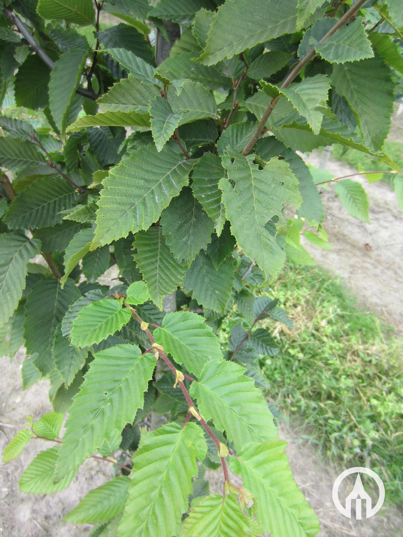 Carpinus Betulus Frans Fontaine Low Branch - View 15 from www redcrocus com