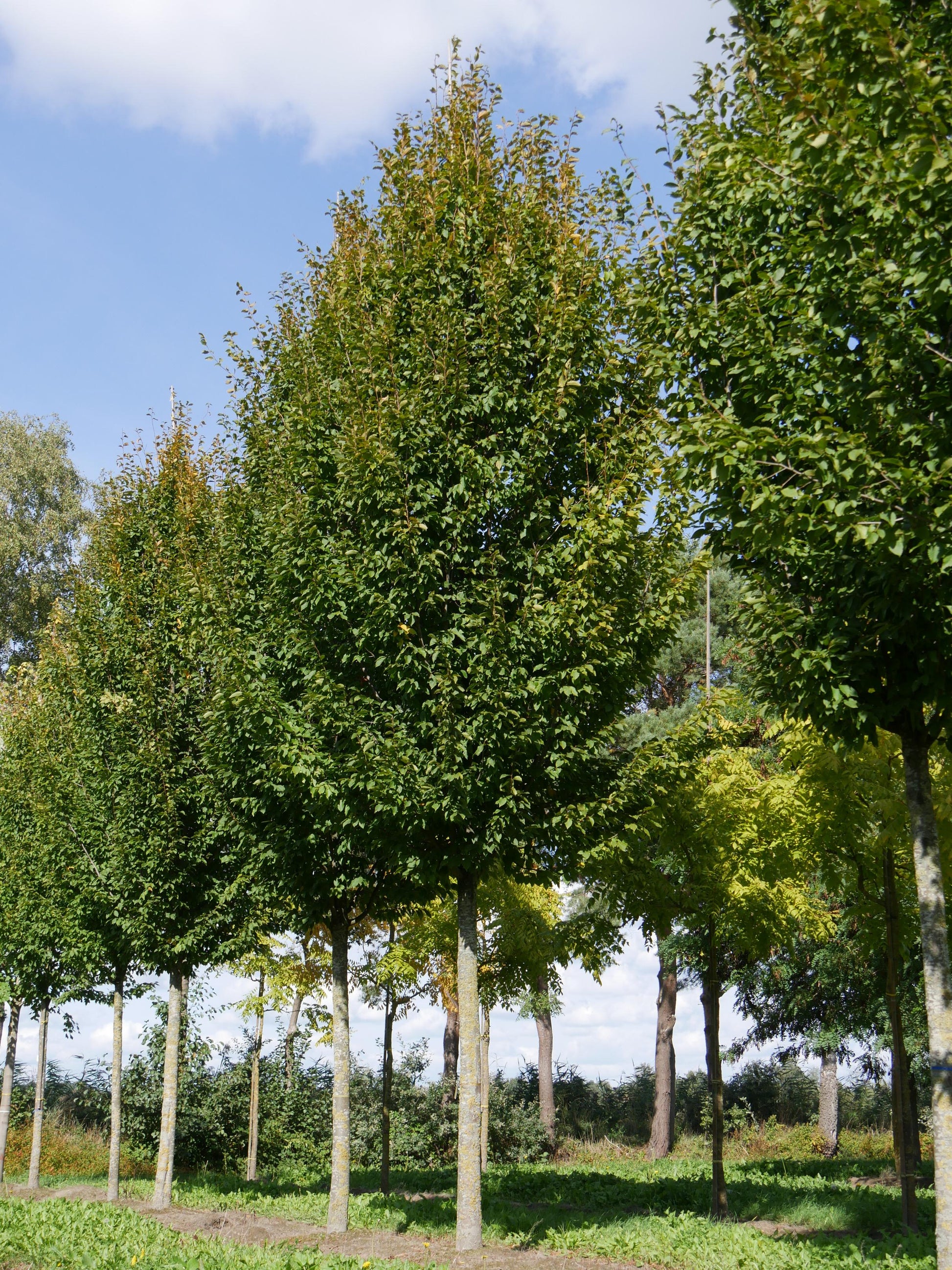 Carpinus Betulus Frans Fontaine Low Branch - View 19 from www redcrocus com