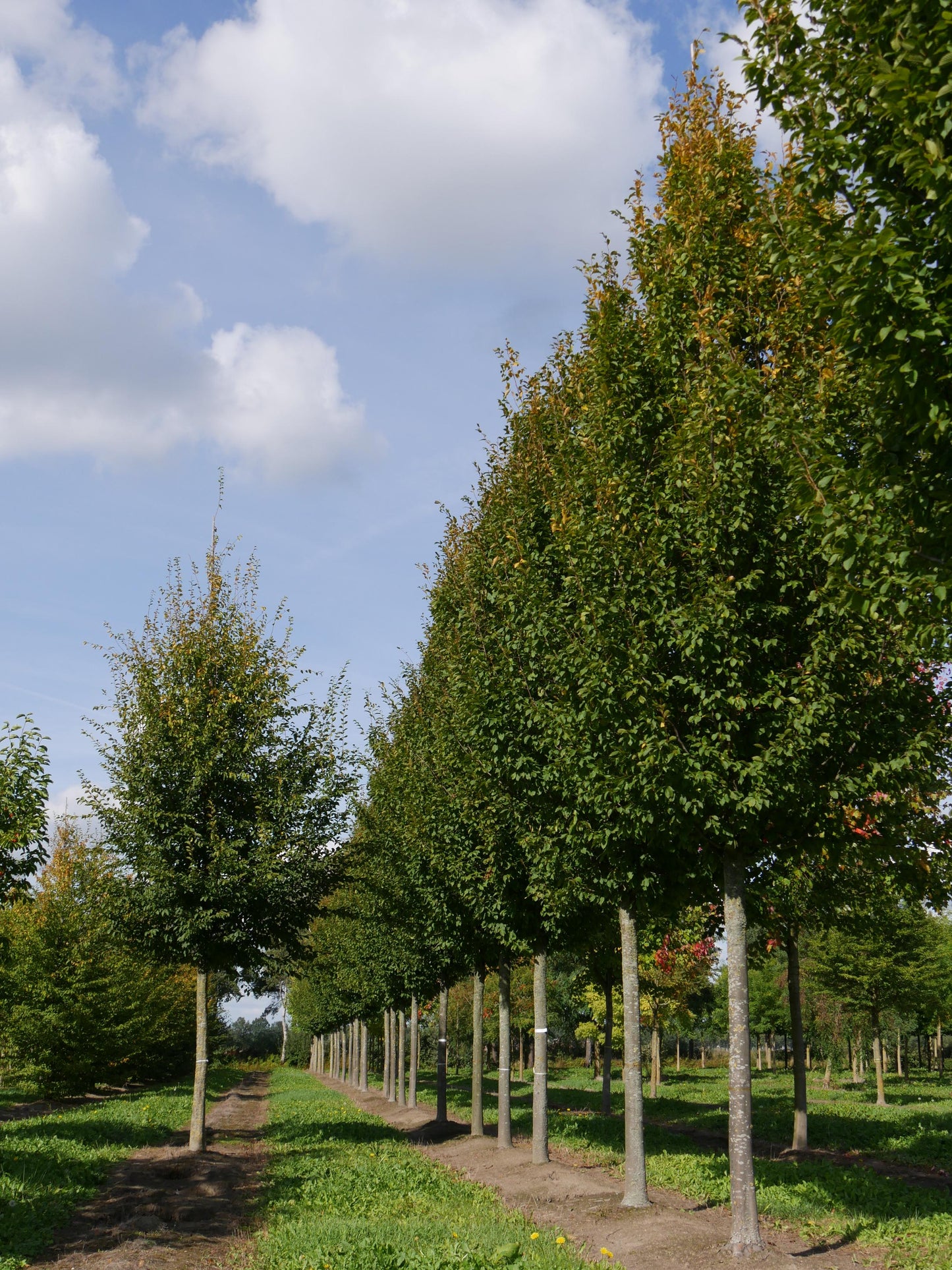 Carpinus Betulus Frans Fontaine Low Branch - View 6 from www redcrocus com