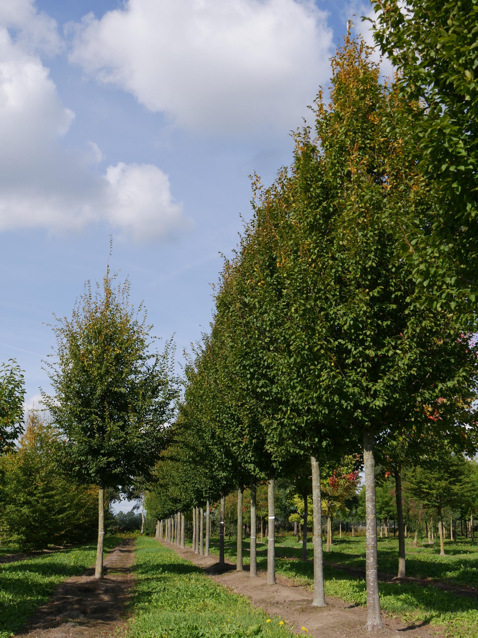 Carpinus Betulus Frans Fontaine Low Branch - View 6 from www redcrocus com