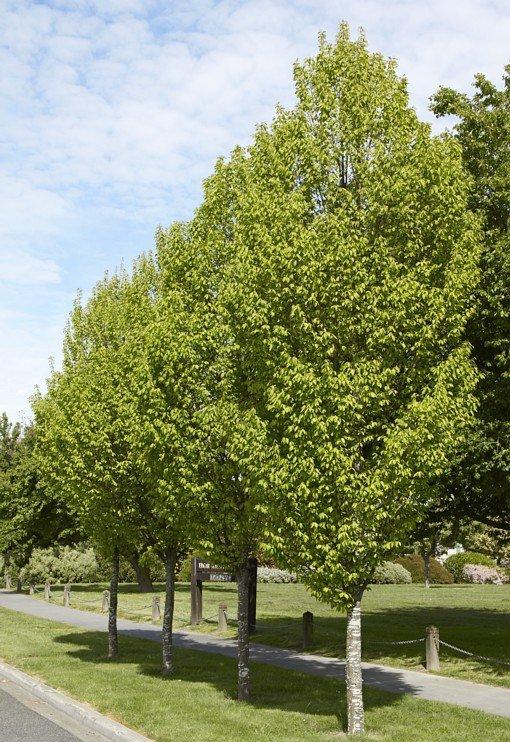 Carpinus Betulus Frans Fontaine Low Branch - View 9 from www redcrocus com