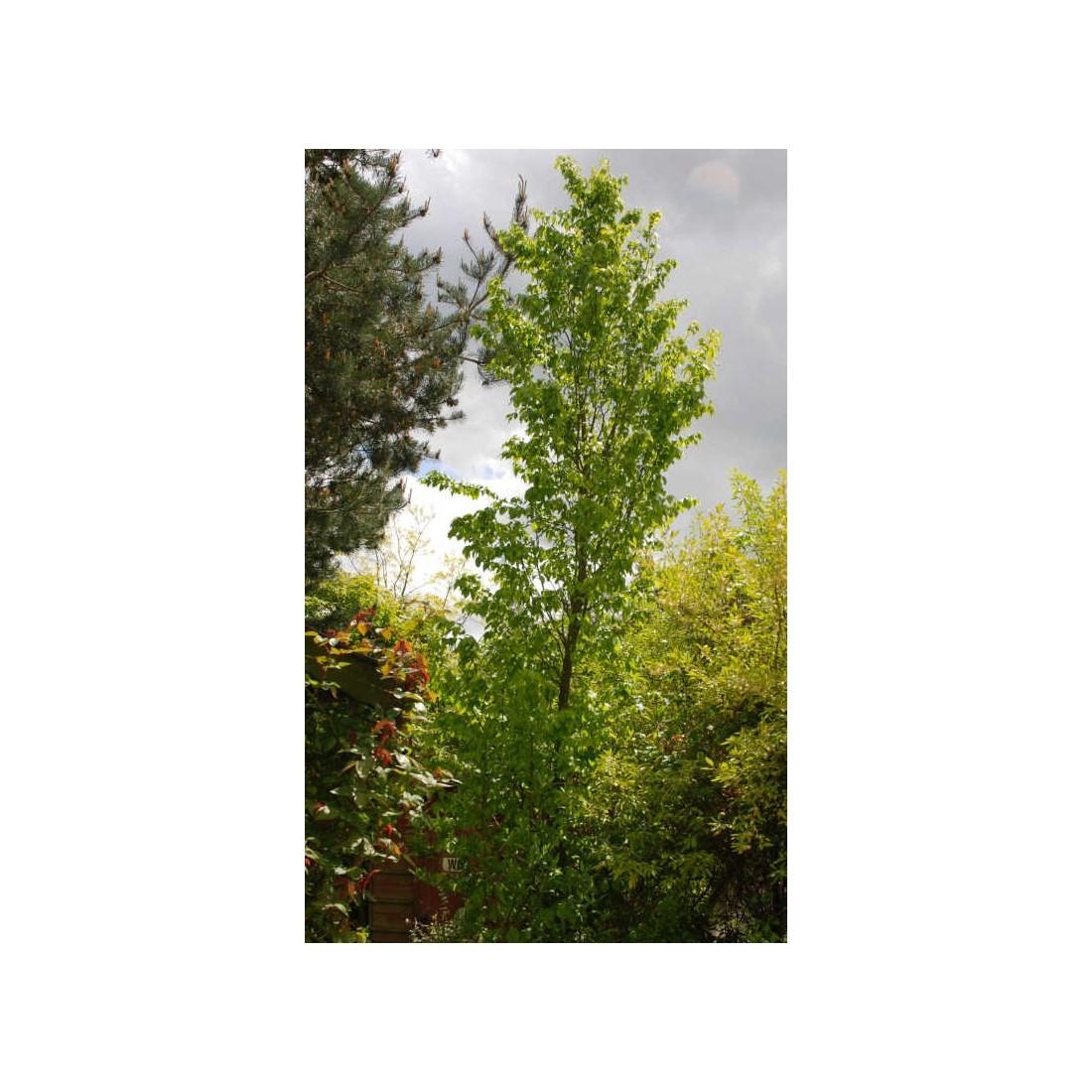 Carpinus Betulus Frans Fontaine Single Stem - View 12 from www redcrocus com