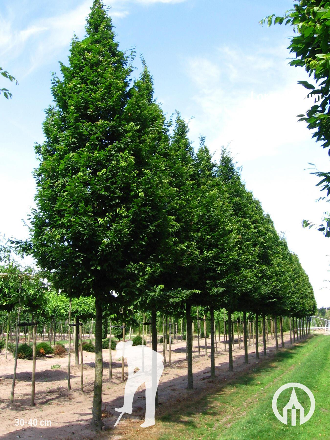 Carpinus Betulus Frans Fontaine Single Stem - View 16 from www redcrocus com