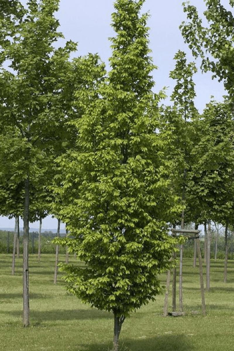 Carpinus Betulus Frans Fontaine Single Stem - View 18 from www redcrocus com