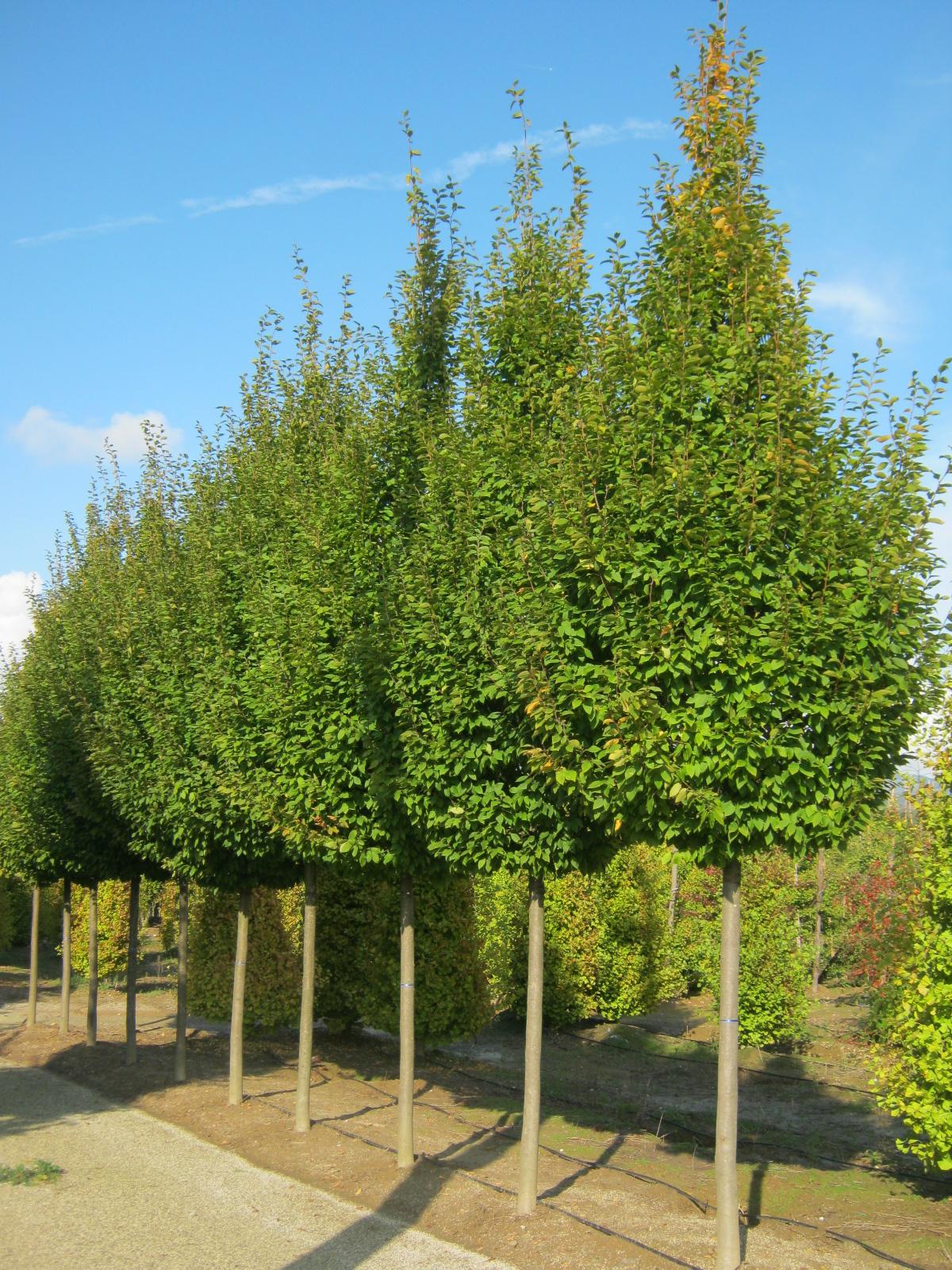 Carpinus Betulus Frans Fontaine Single Stem - View 1 from www redcrocus com