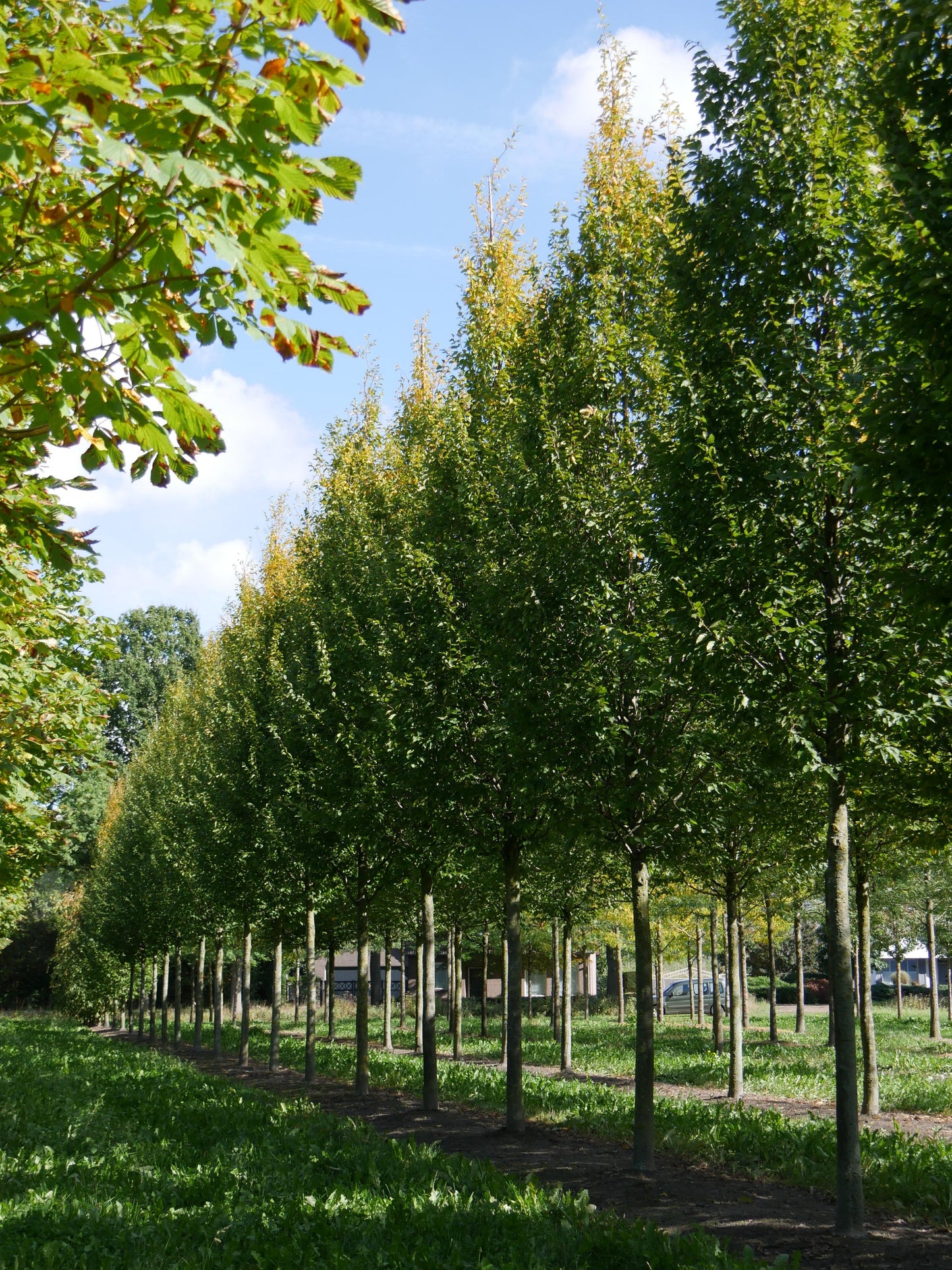 Carpinus Betulus Frans Fontaine Single Stem - View 4 from www redcrocus com