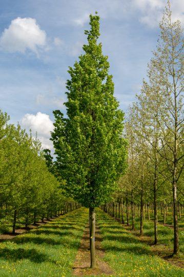 Carpinus Betulus Frans Fontaine Single Stem - View 9 from www redcrocus com