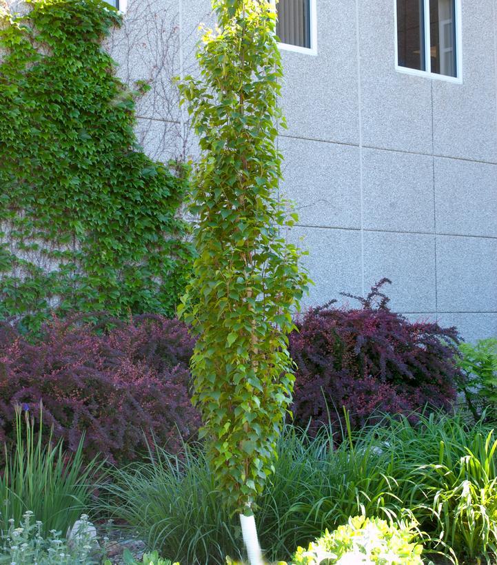 Betula Platyphylla Parkland Pillar Single Stem - View 11 from www redcrocus com