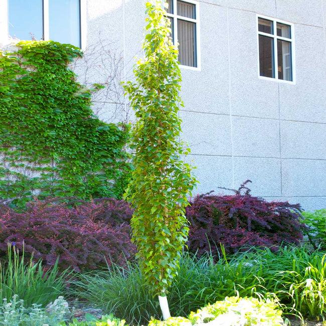 Betula Platyphylla Parkland Pillar Single Stem - View 15 from www redcrocus com
