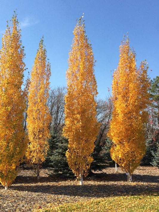 Betula Platyphylla Parkland Pillar Single Stem - View 1 from www redcrocus com