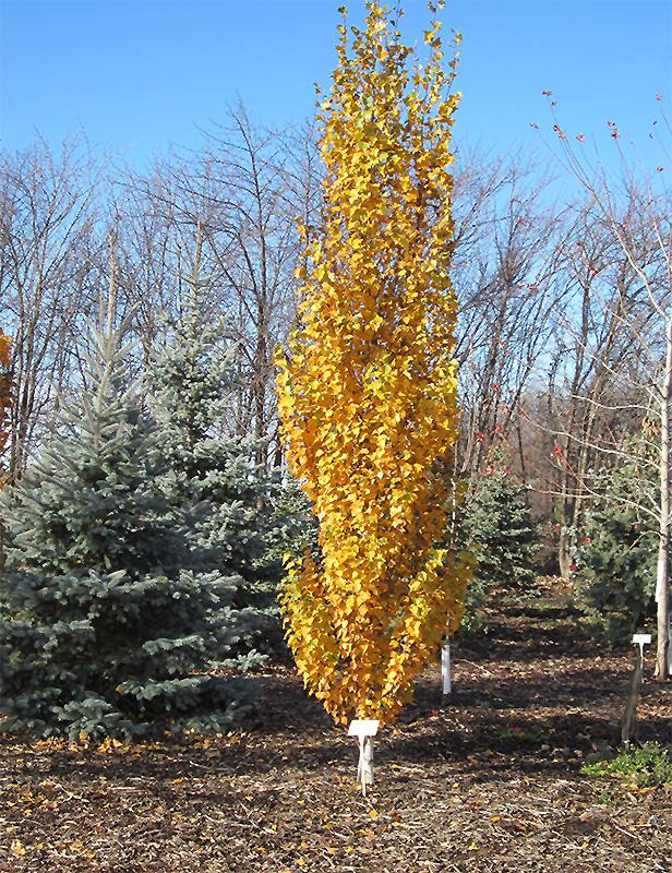 Betula Platyphylla Parkland Pillar Single Stem - View 2 from www redcrocus com