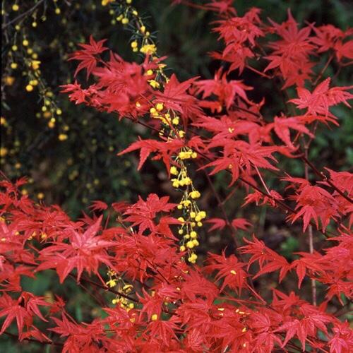 Acer Palmatum Beni Maiko - View 10 from www redcrocus com