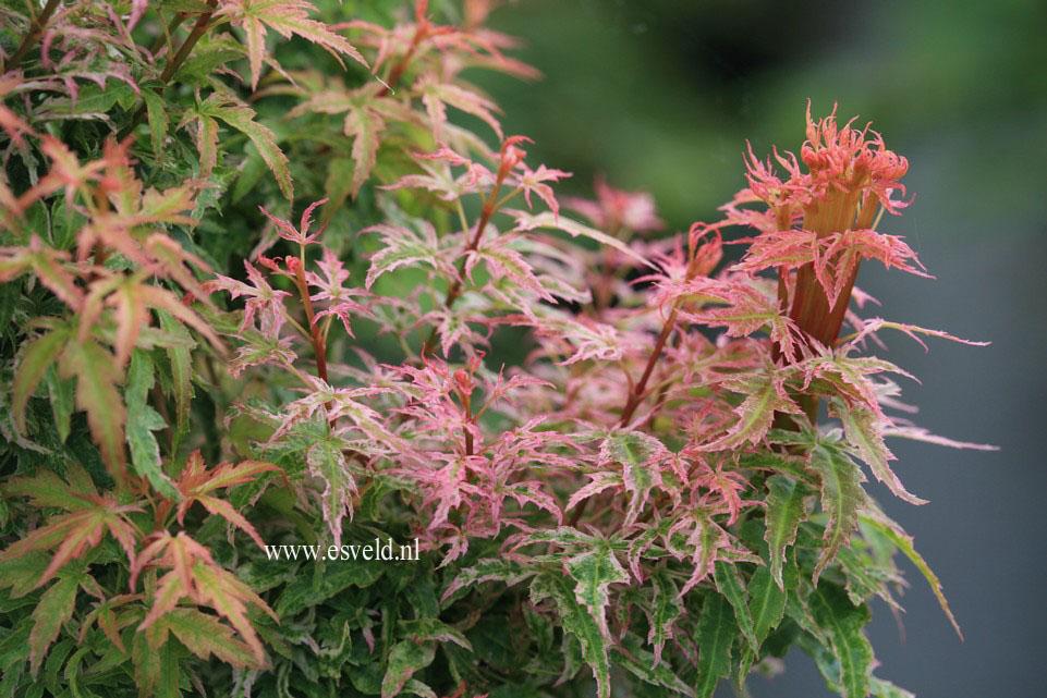Acer Palmatum Goshiki Kotohime - View 10 from www redcrocus com