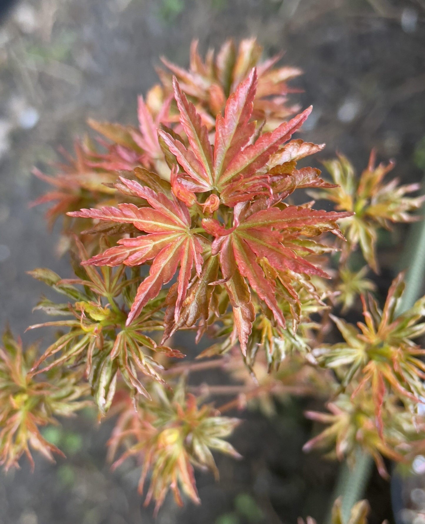 Acer Palmatum Goshiki Kotohime - View 11 from www redcrocus com