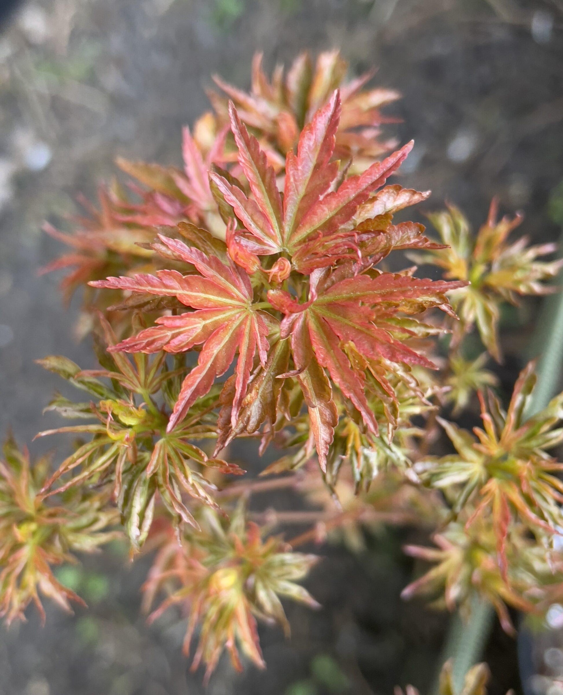 Acer Palmatum Goshiki Kotohime - View 11 from www redcrocus com