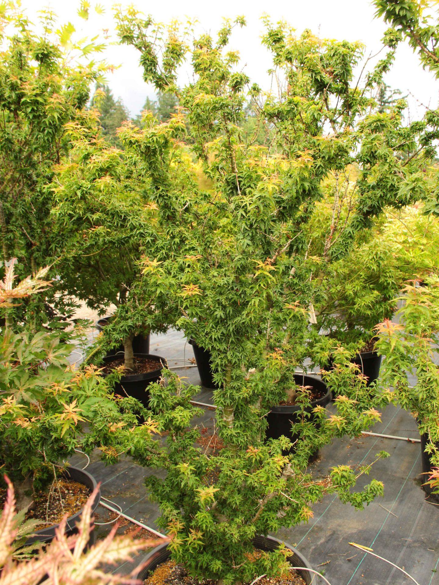 Acer Palmatum Goshiki Kotohime - View 12 from www redcrocus com