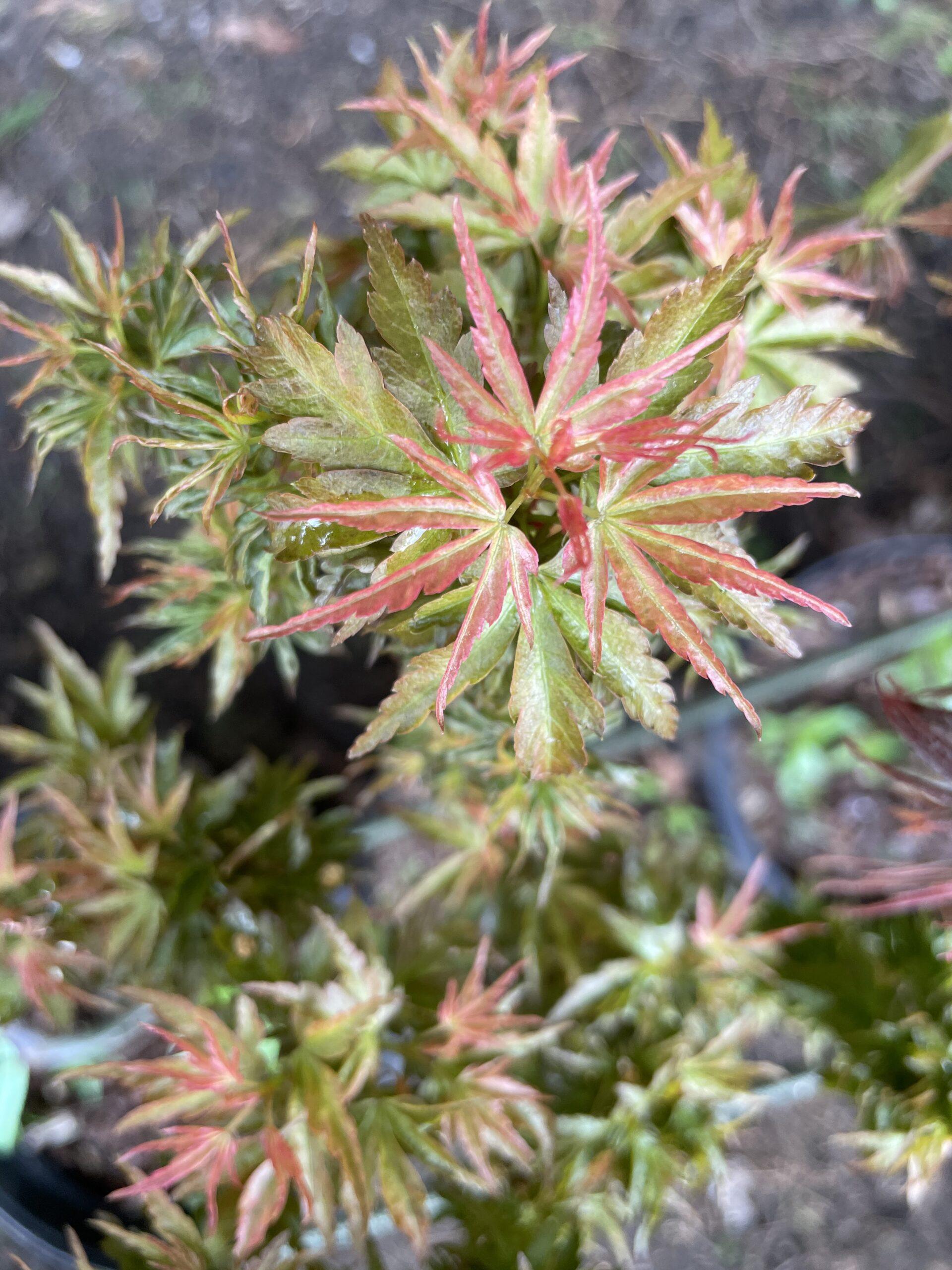 Acer Palmatum Goshiki Kotohime - View 13 from www redcrocus com