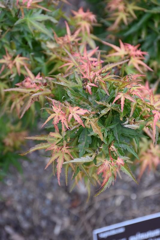 Acer Palmatum Goshiki Kotohime - View 16 from www redcrocus com