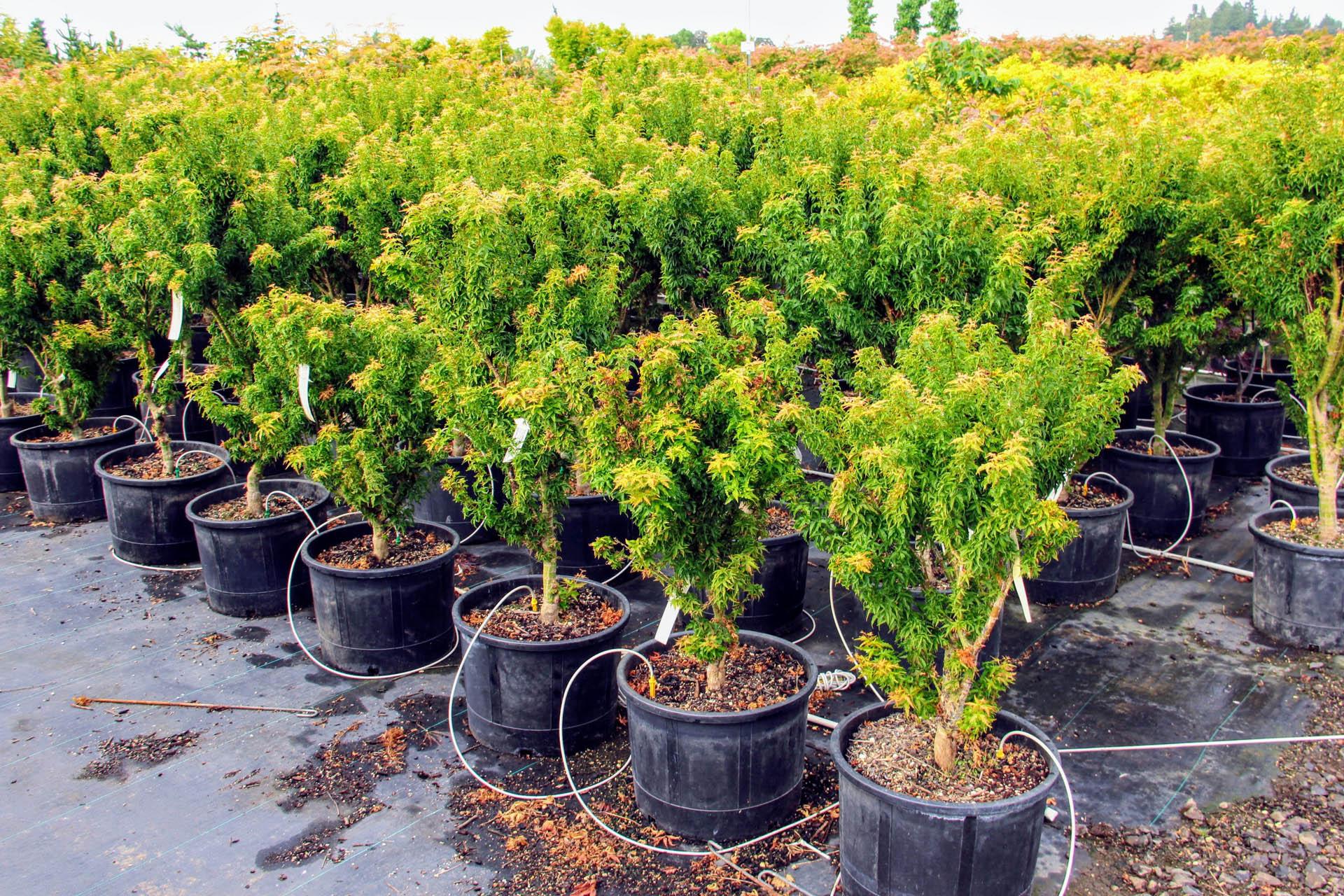 Acer Palmatum Goshiki Kotohime - View 17 from www redcrocus com
