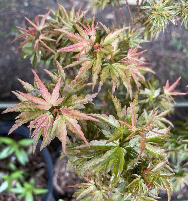 Acer Palmatum Goshiki Kotohime - View 18 from www redcrocus com