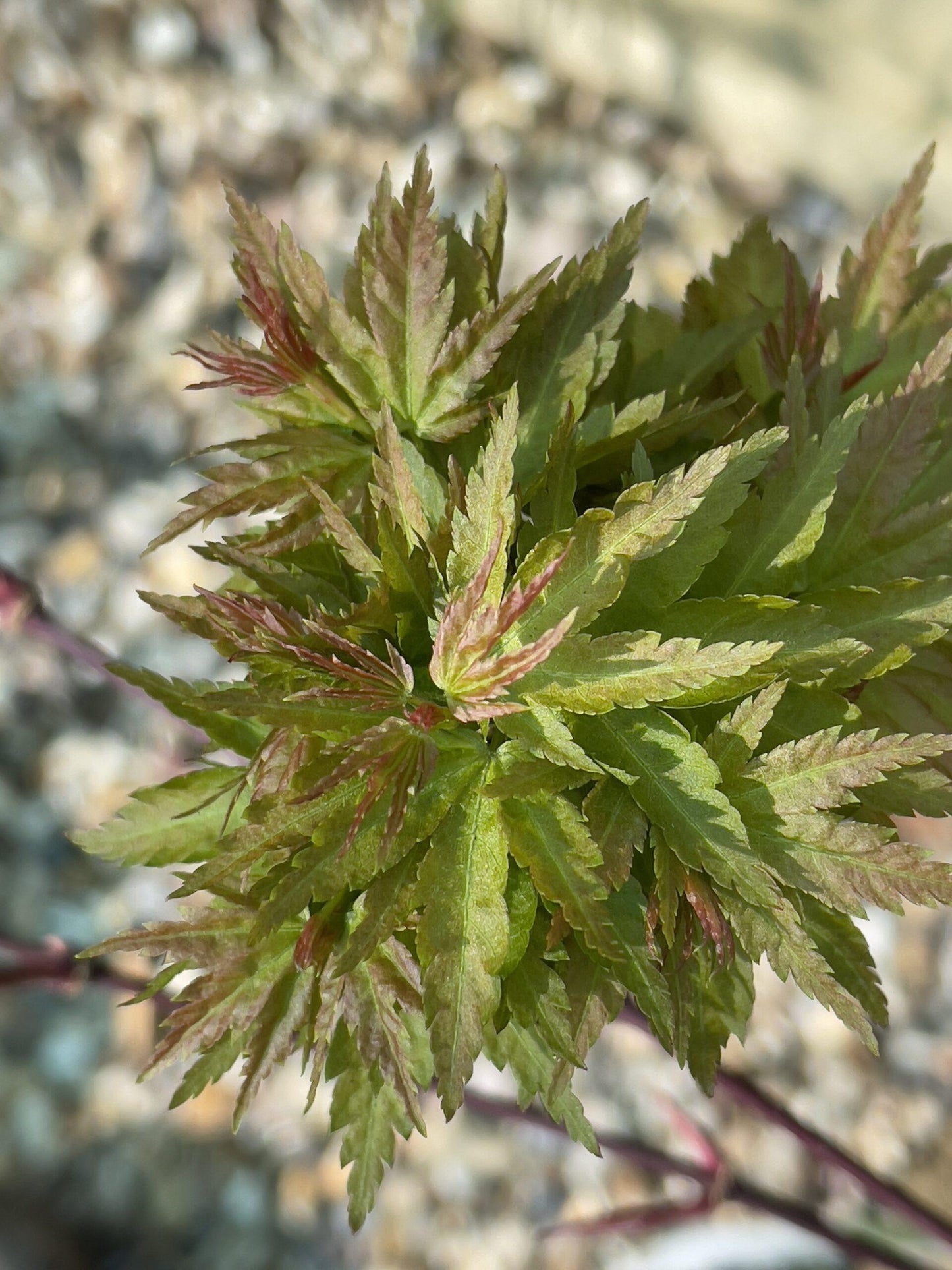 Acer Palmatum Goshiki Kotohime - View 19 from www redcrocus com