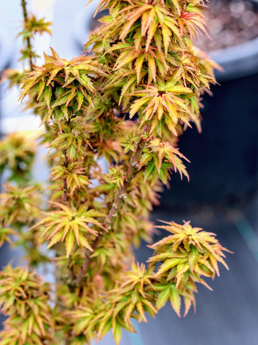 Acer Palmatum Goshiki Kotohime - View 1 from www redcrocus com