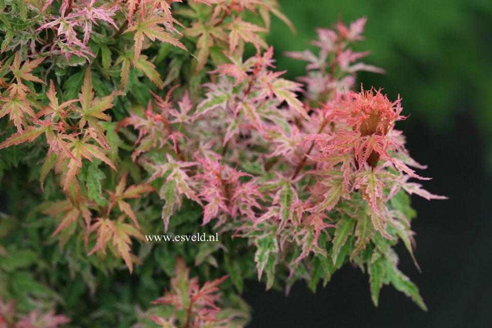 Acer Palmatum Goshiki Kotohime - View 5 from www redcrocus com