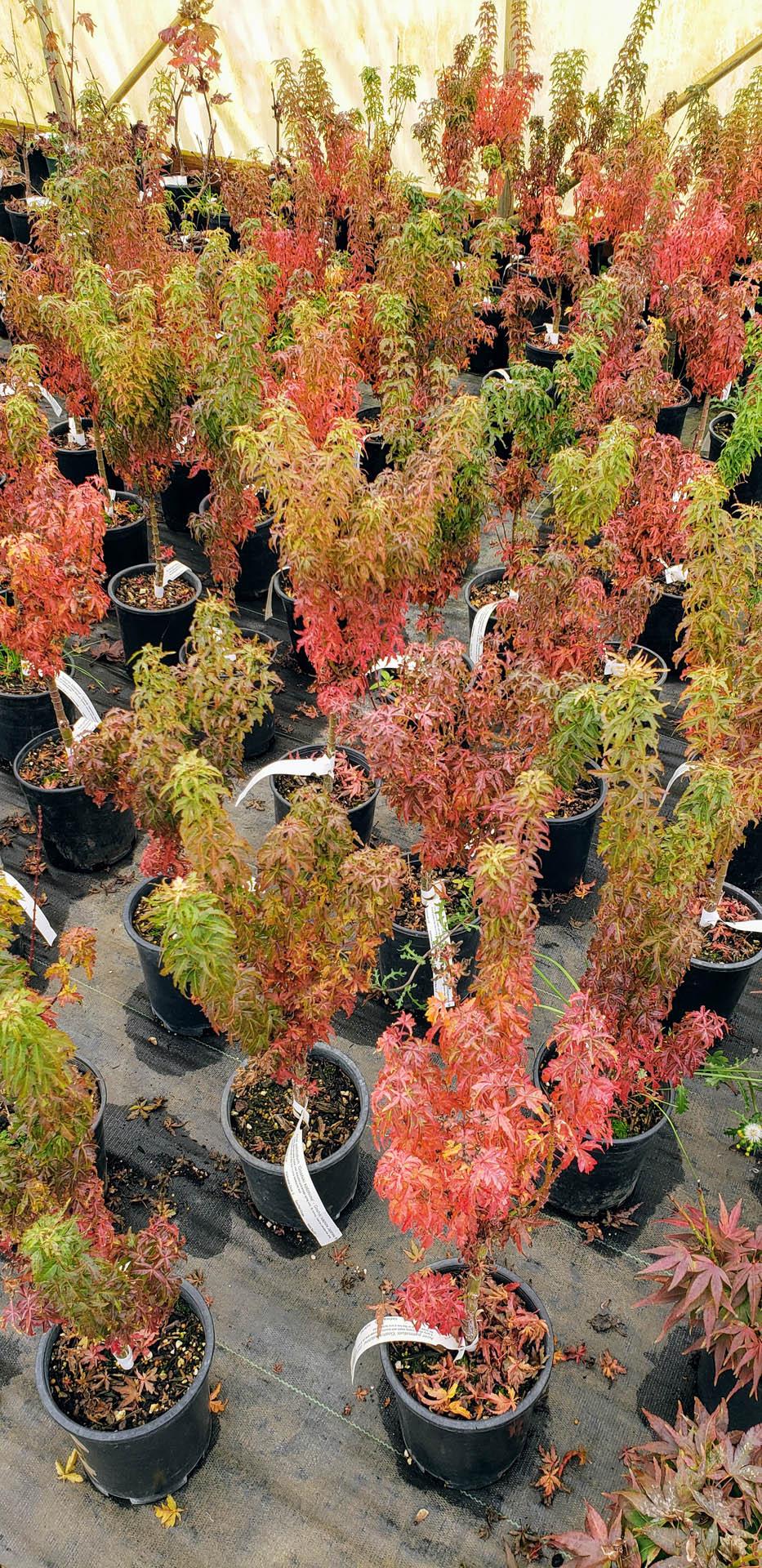Acer Palmatum Goshiki Kotohime - View 8 from www redcrocus com