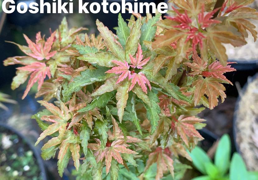 Acer Palmatum Goshiki Kotohime - View 9 from www redcrocus com