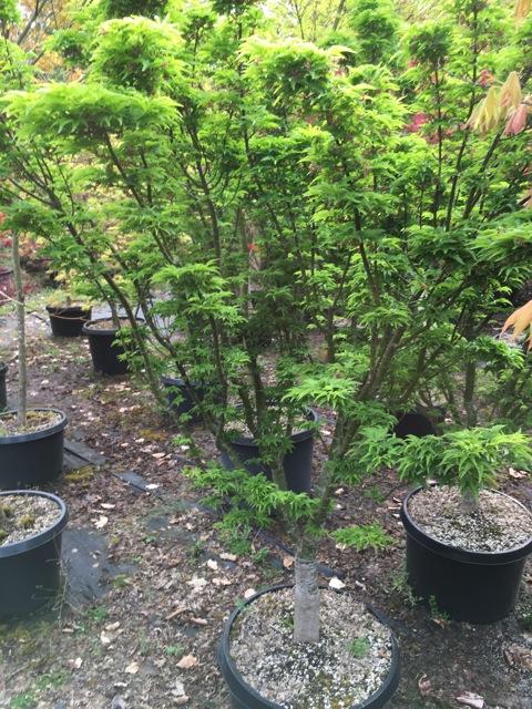 Acer Palmatum 'goshiki Kotohime' - View 16 from www redcrocus com