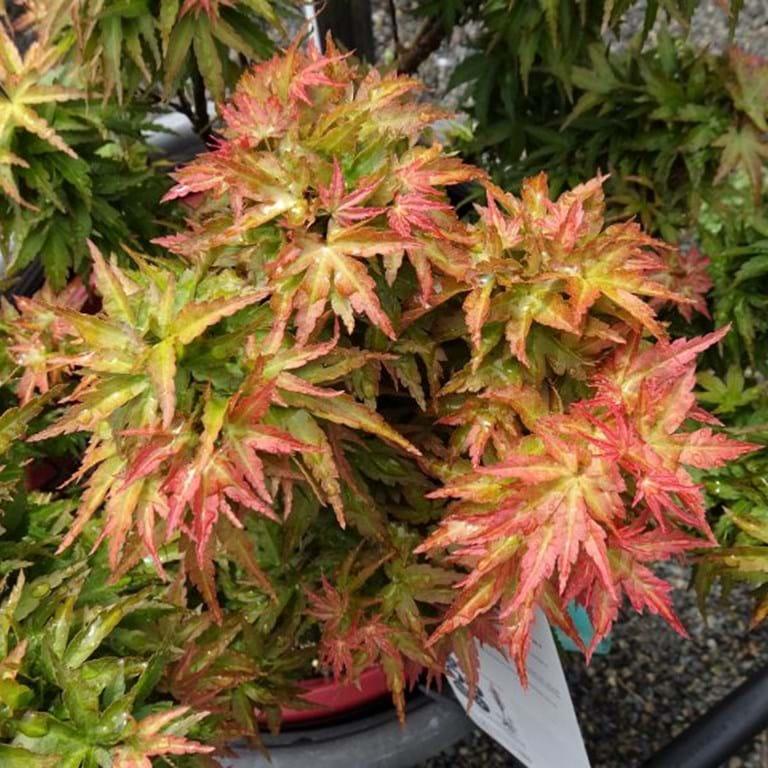 Acer Palmatum 'goshiki Kotohime' - View 2 from www redcrocus com