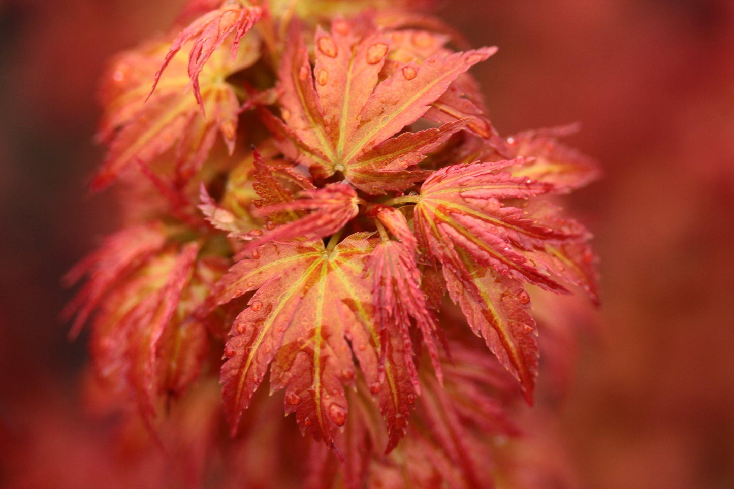 Acer Palmatum 'goshiki Kotohime' - View 3 from www redcrocus com