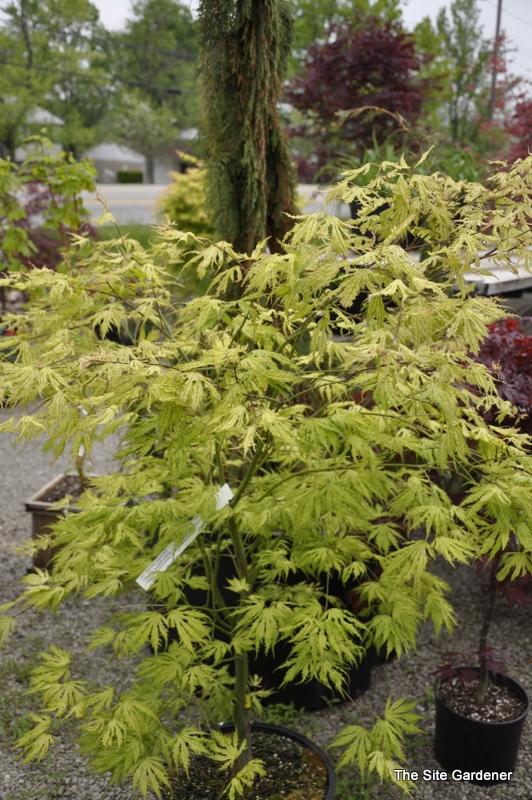 Acer Palmatum Sister Ghost - View 11 from www redcrocus com