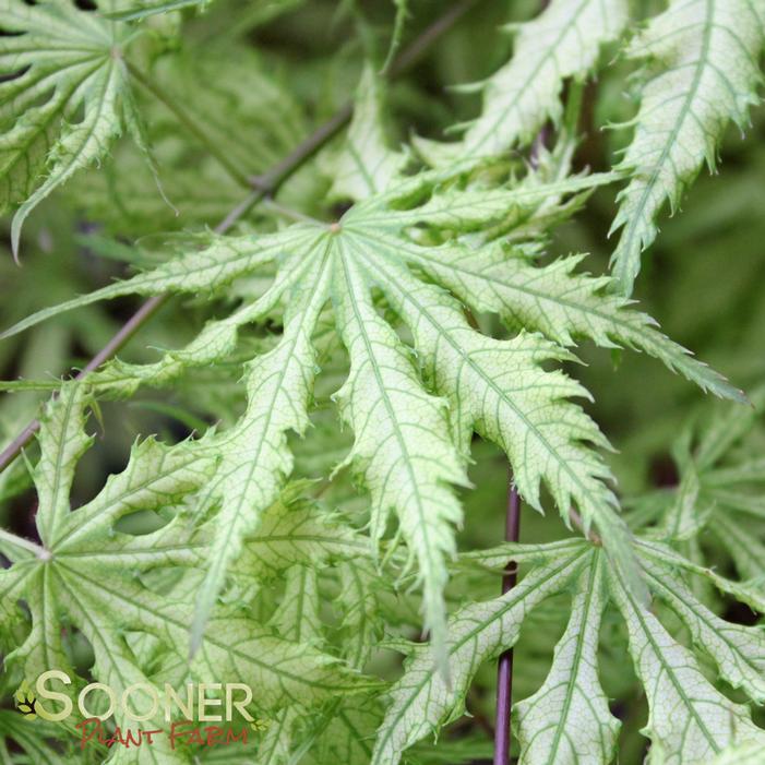 Acer Palmatum Sister Ghost - View 13 from www redcrocus com
