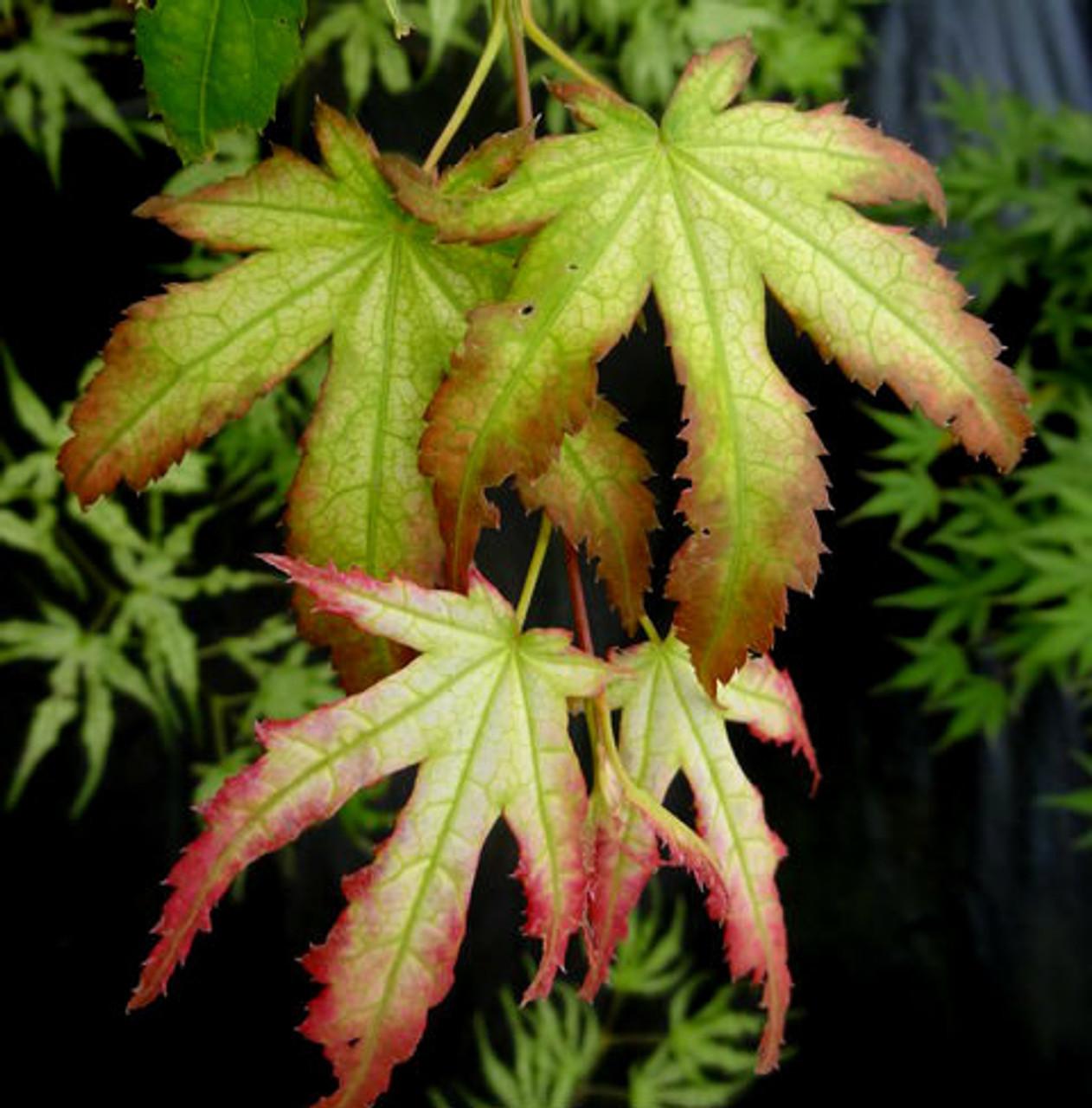 Acer Palmatum Sister Ghost - View 16 from www redcrocus com