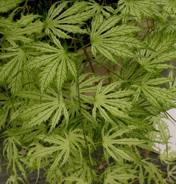 Acer Palmatum Sister Ghost - View 17 from www redcrocus com