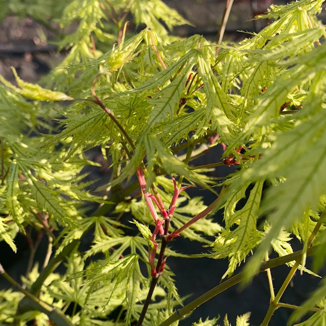Acer Palmatum Sister Ghost - View 18 from www redcrocus com