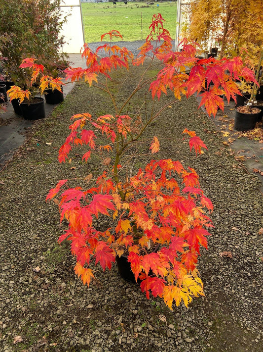 Acer Palmatum Sister Ghost - View 1 from www redcrocus com