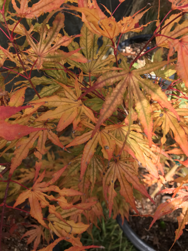 Acer Palmatum Sister Ghost - View 20 from www redcrocus com