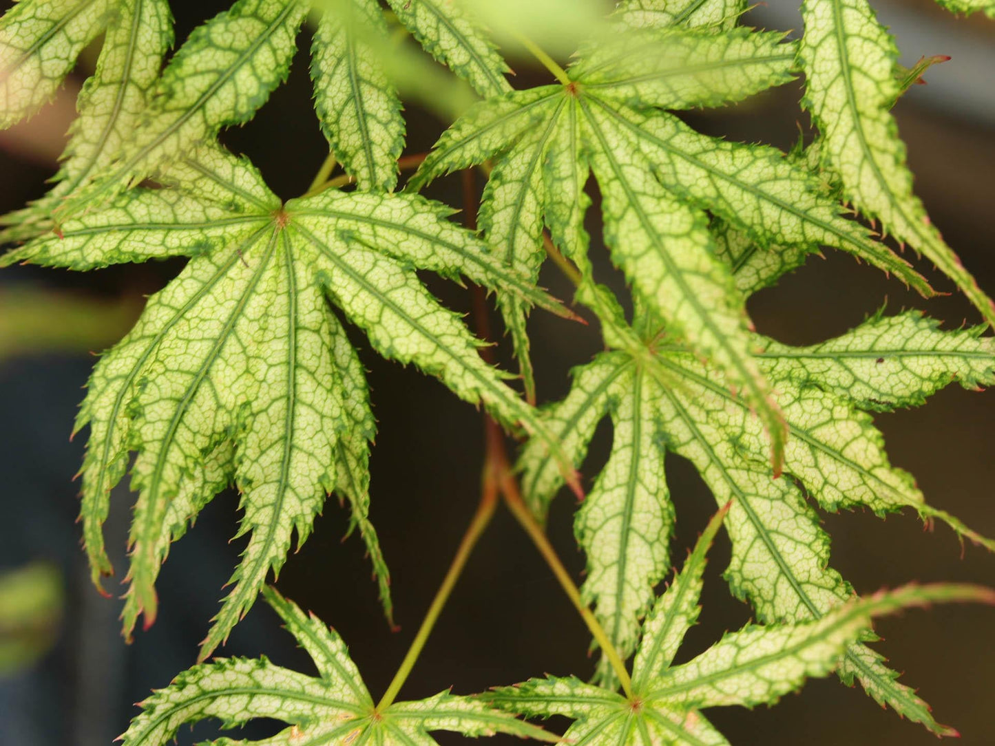 Acer Palmatum Sister Ghost - View 2 from www redcrocus com