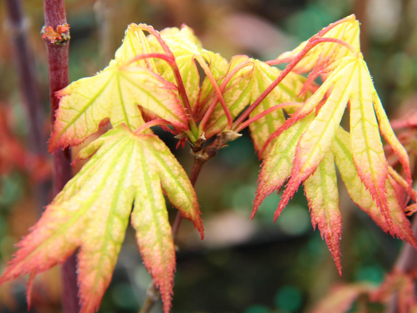 Acer Palmatum Sister Ghost - View 4 from www redcrocus com