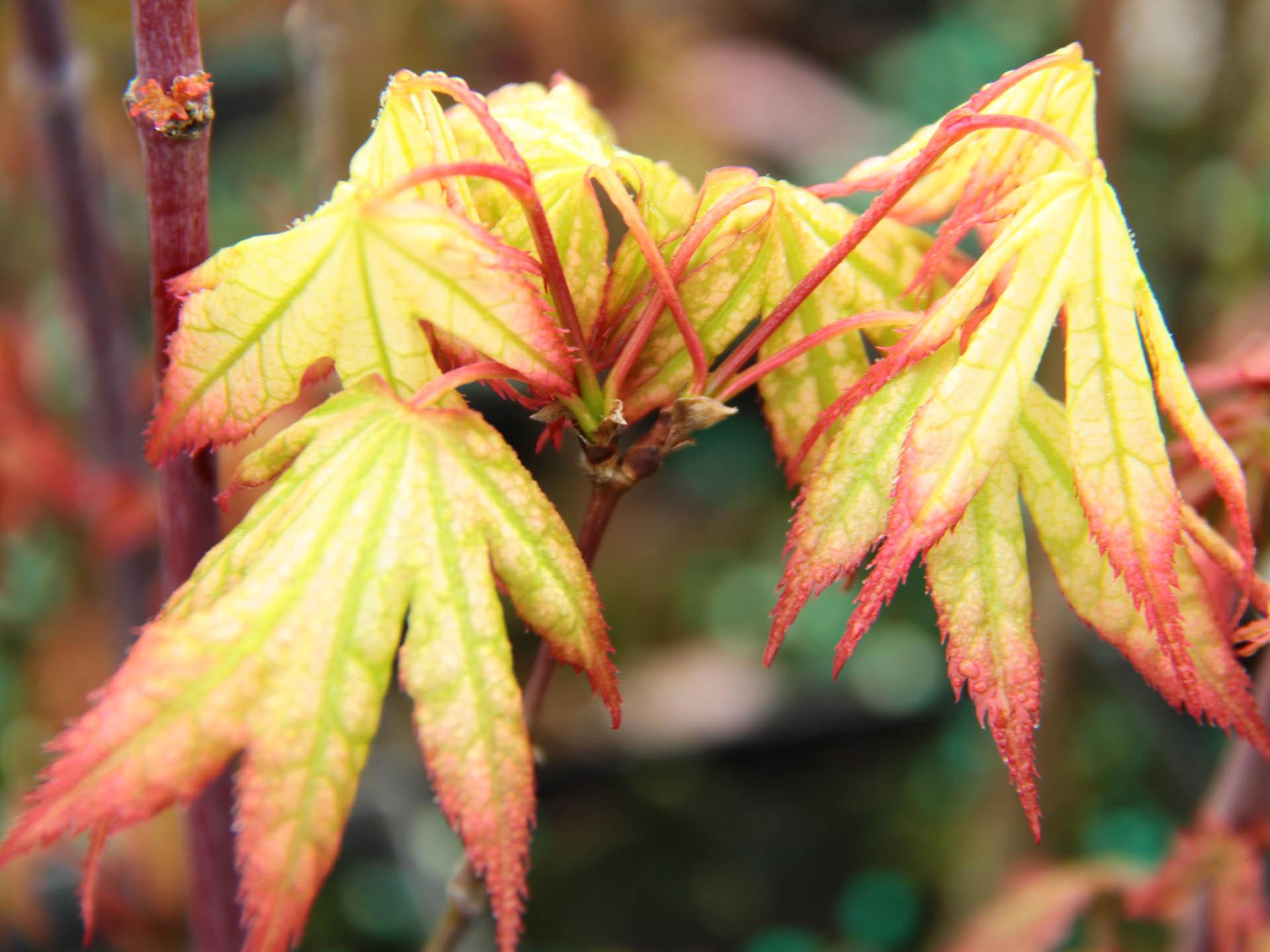 Acer Palmatum Sister Ghost - View 4 from www redcrocus com