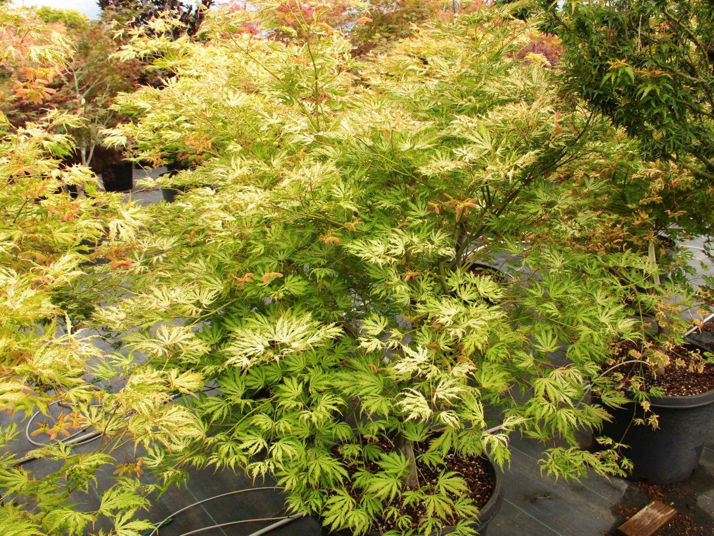 Acer Palmatum Sister Ghost - View 5 from www redcrocus com