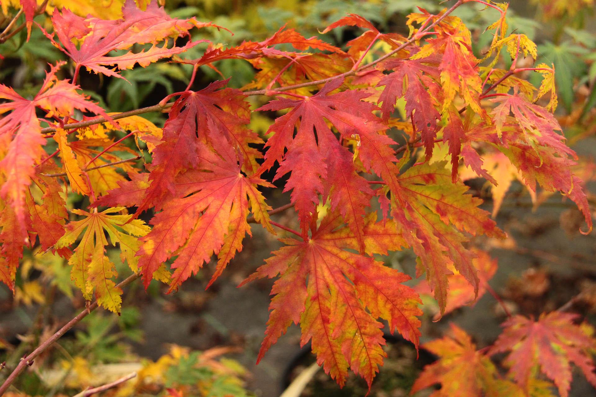 Acer Palmatum Sister Ghost - View 6 from www redcrocus com