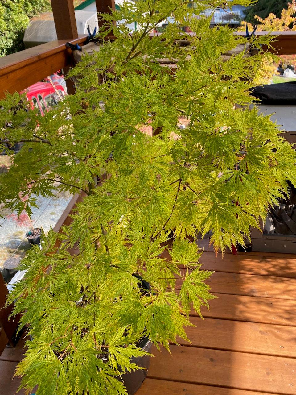 Acer Palmatum Sister Ghost - View 8 from www redcrocus com