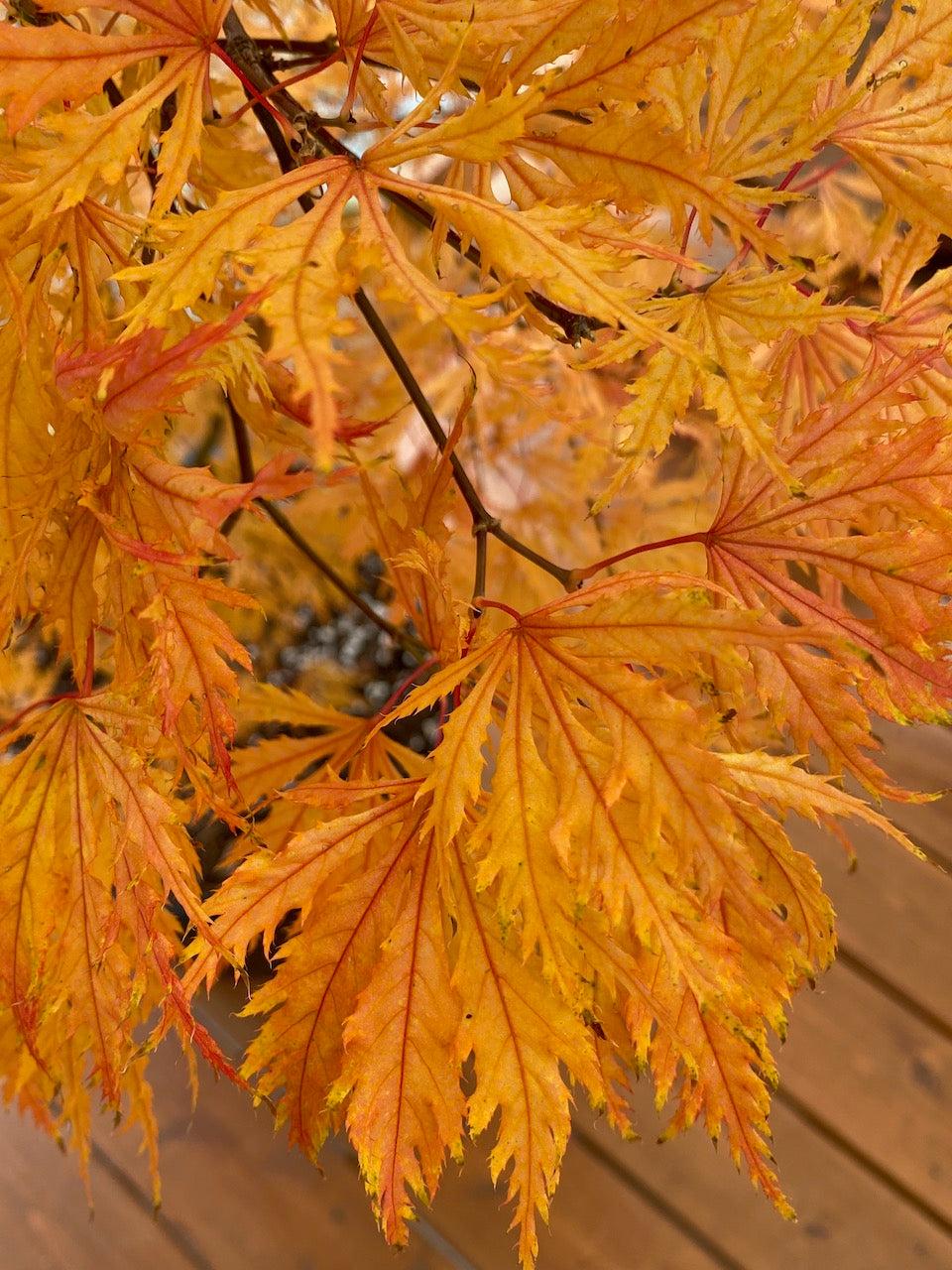 Acer Palmatum Sister Ghost - View 9 from www redcrocus com