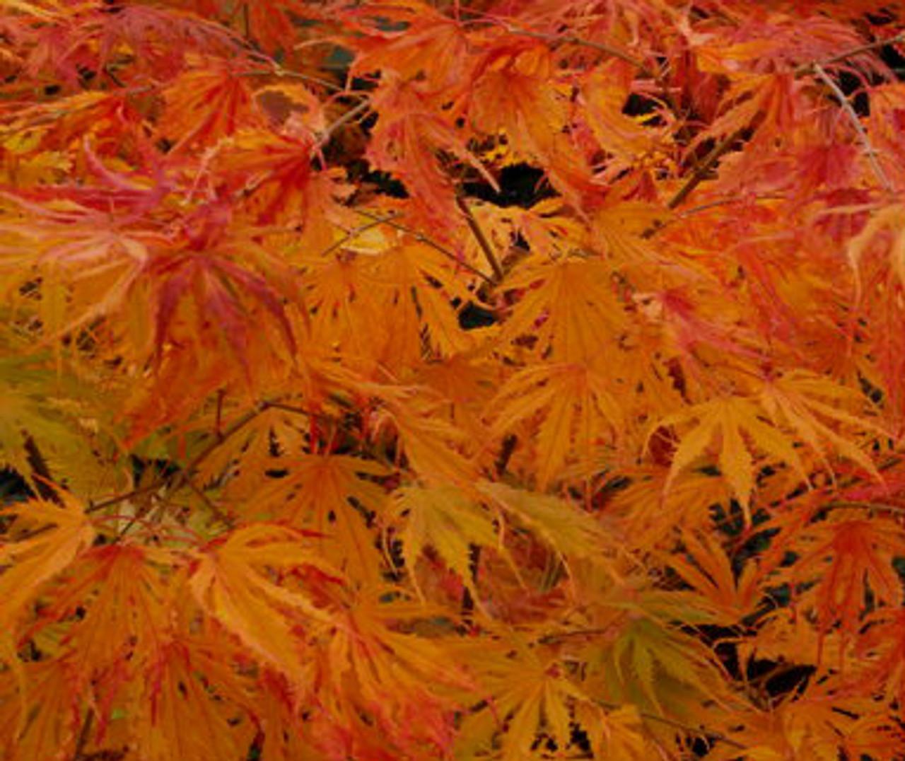 Acer Palmatum 'sister Ghost' - View 10 from www redcrocus com