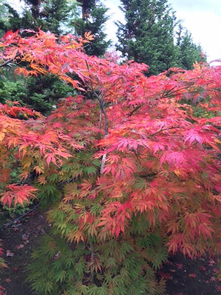 Acer Palmatum 'sister Ghost' - View 12 from www redcrocus com